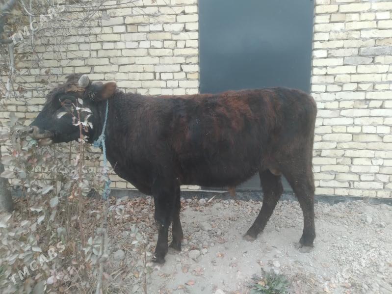 baklyk öküz - Туркменабат - img 4