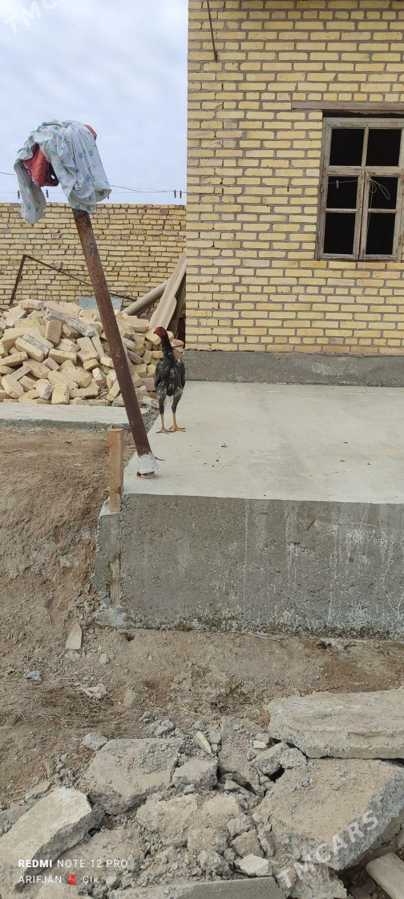 baysok horaz - Dänew - img 5