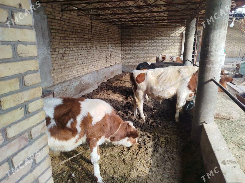 corny pyostra - Sakar - img 5