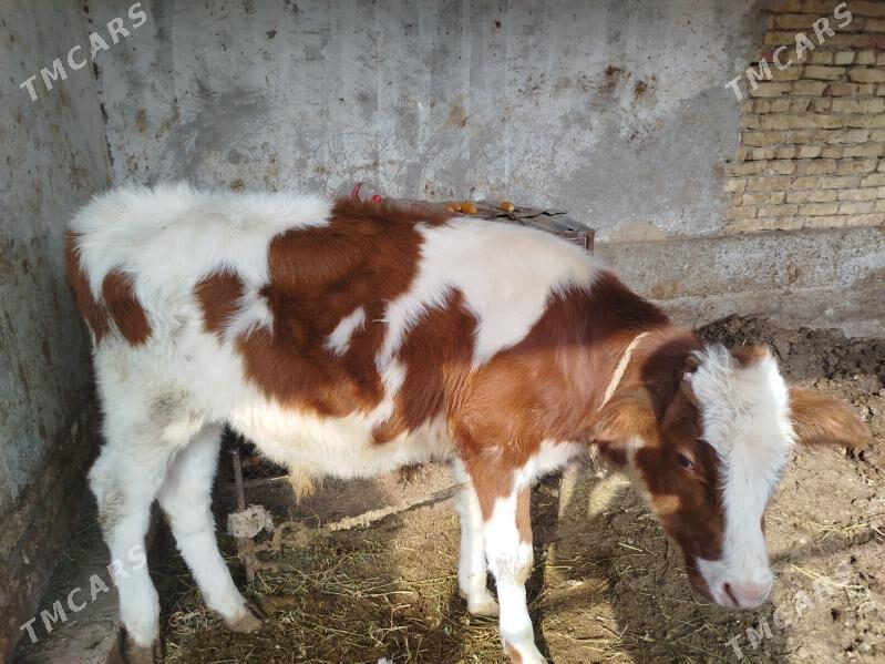 corny pyostra - Sakar - img 4