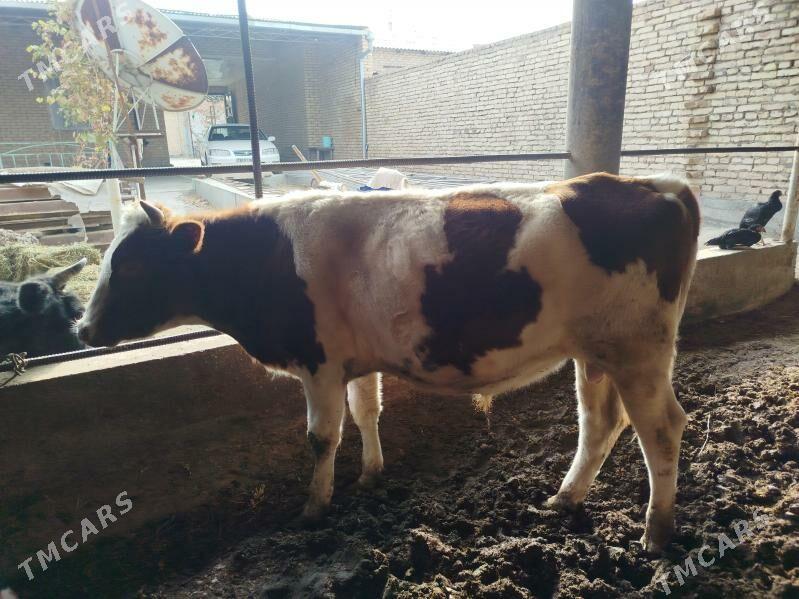 corny pyostra - Sakar - img 2