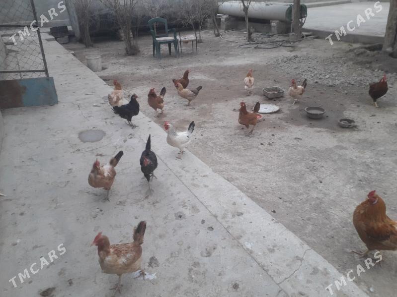 Towuk ördek - Ýaşlyk - img 3