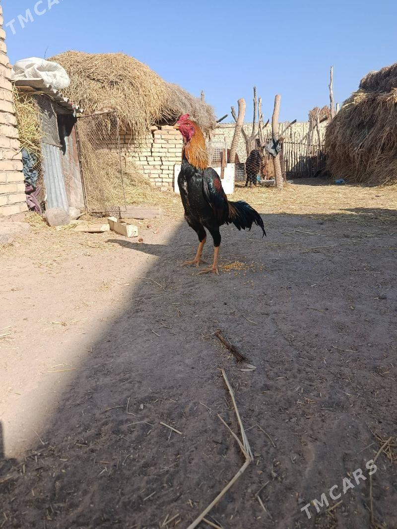 Horaz - Дянев - img 2