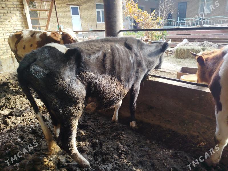 corny pyostra - Sakar - img 3