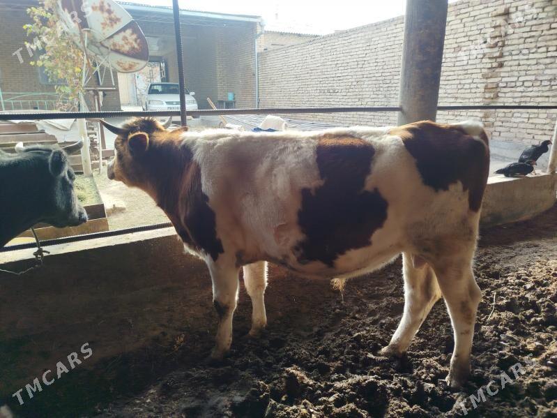 corny pyostra - Sakar - img 6