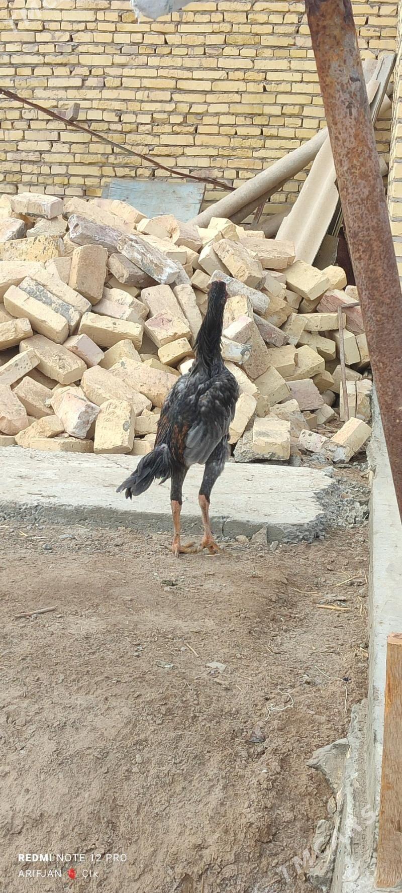 baysok horaz - Dänew - img 2