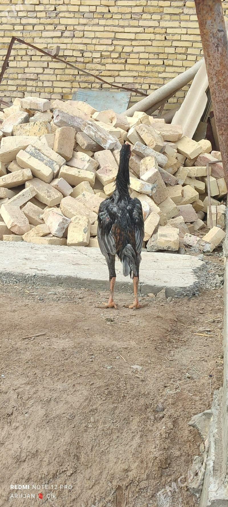 baysok horaz - Dänew - img 3