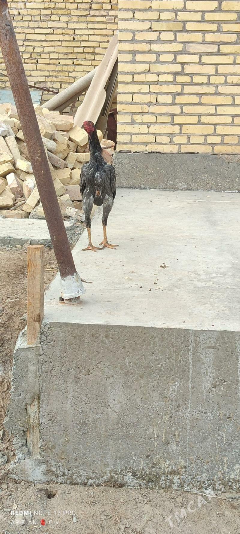 baysok horaz - Dänew - img 4