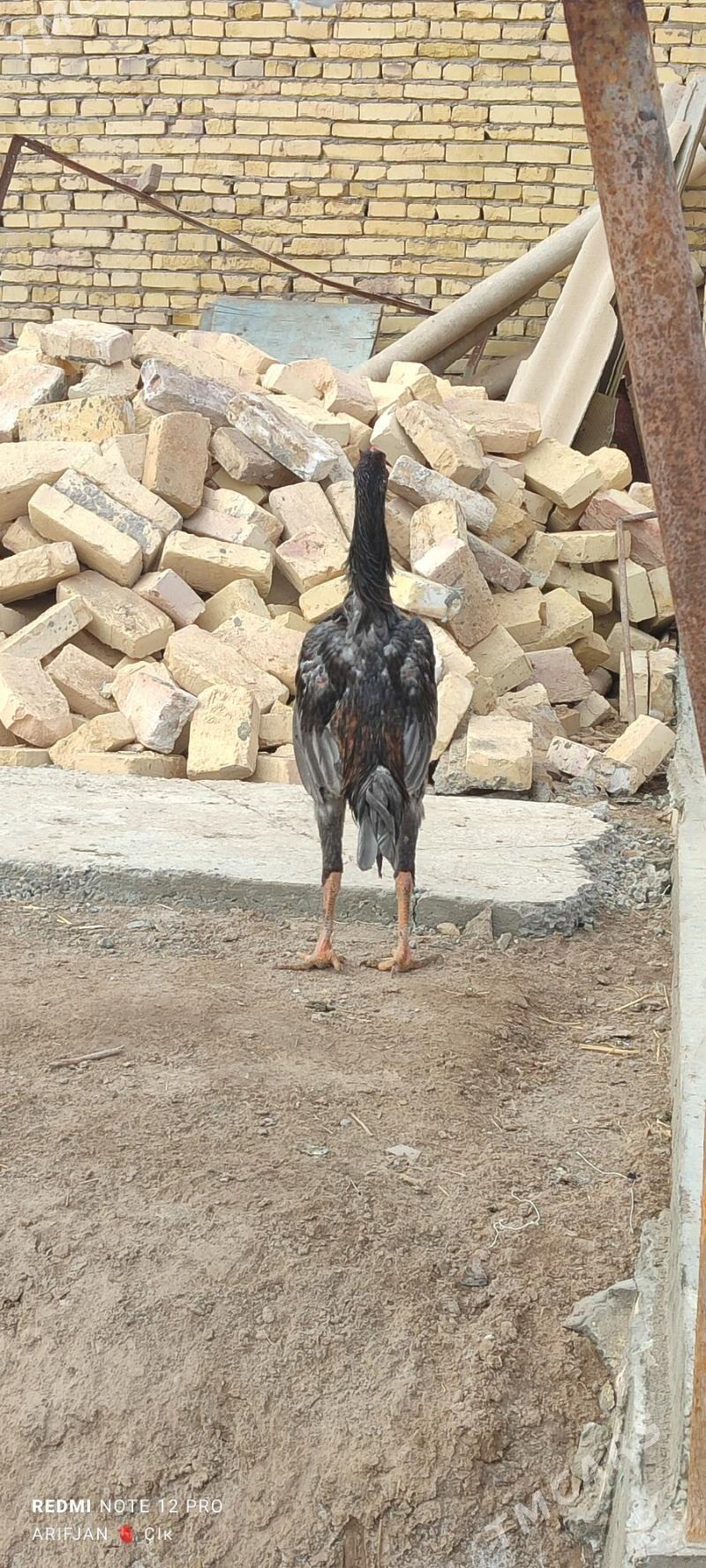 baysok horaz - Dänew - img 1