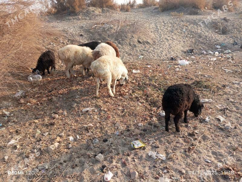 koçkar we koyunllar - Фарап - img 10