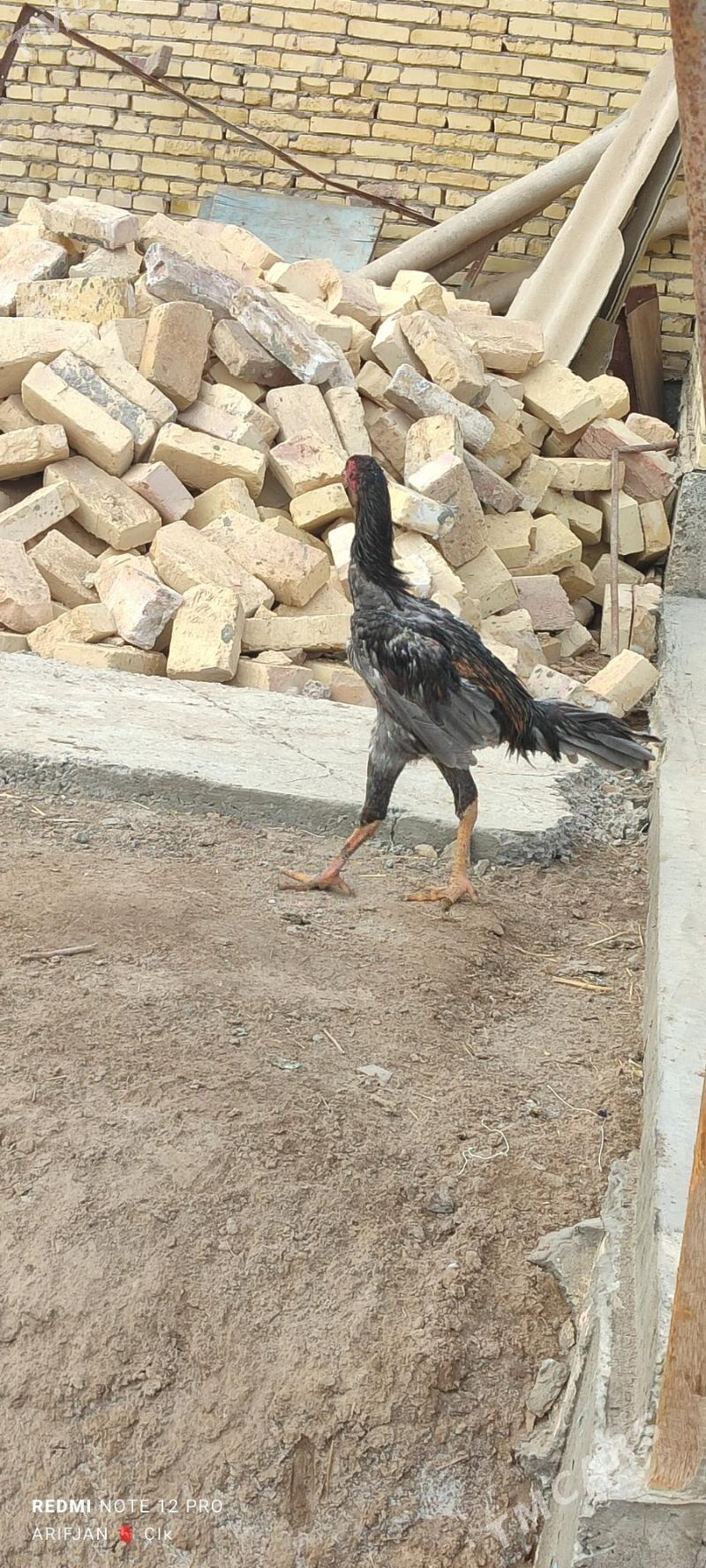 baysok horaz - Dänew - img 6