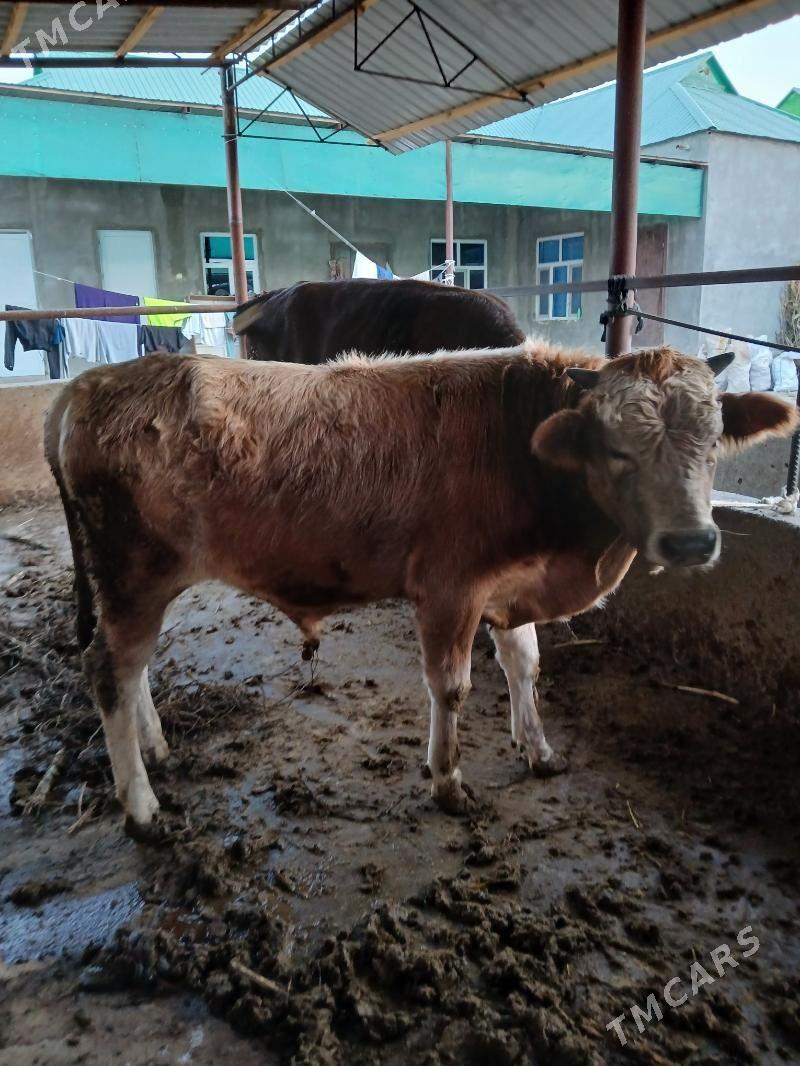 swes öküz - Кипджак - img 1