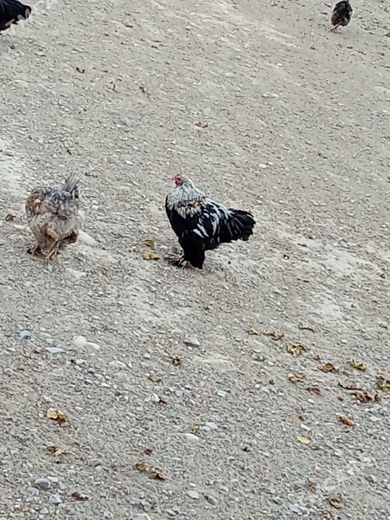 Horaz - Gyzylarbat - img 1