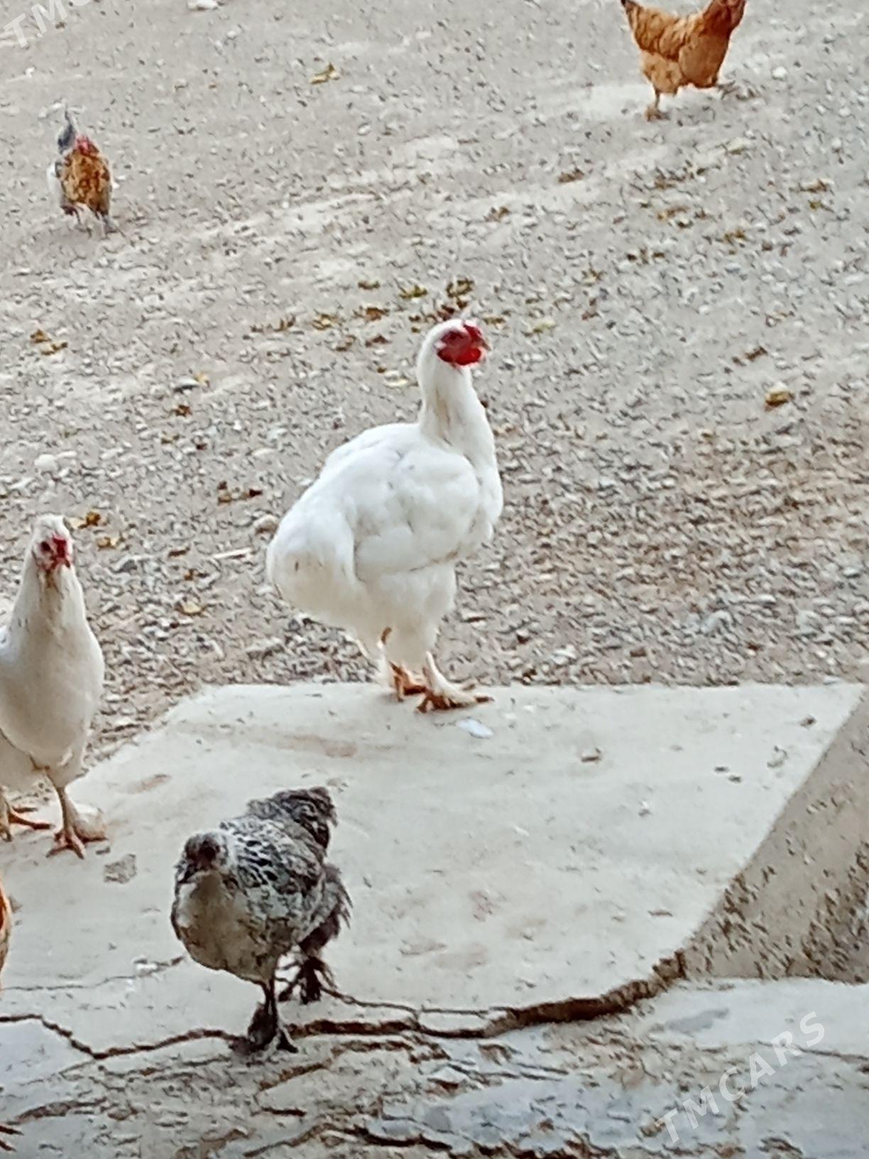 Horaz - Gyzylarbat - img 2