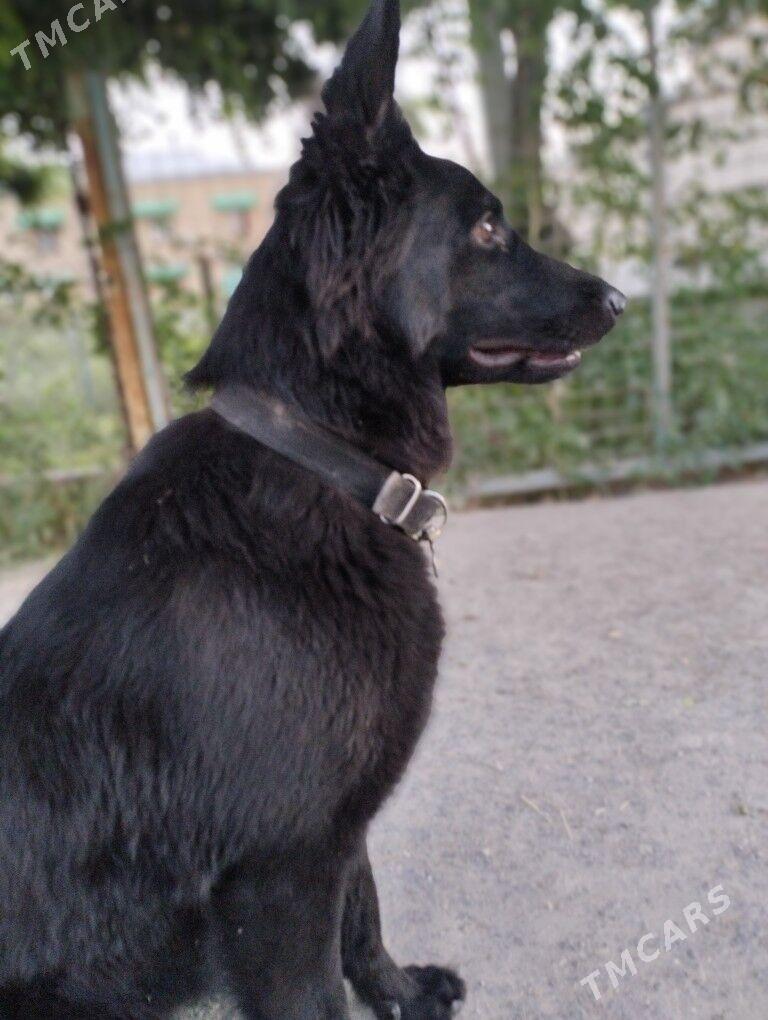 немецкая овчарка - Çärjew - img 4
