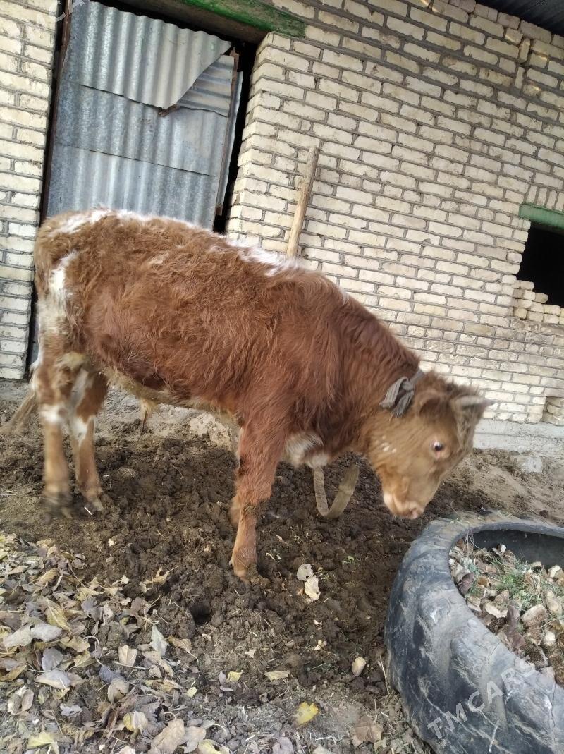 Okúz - Wekilbazar - img 1