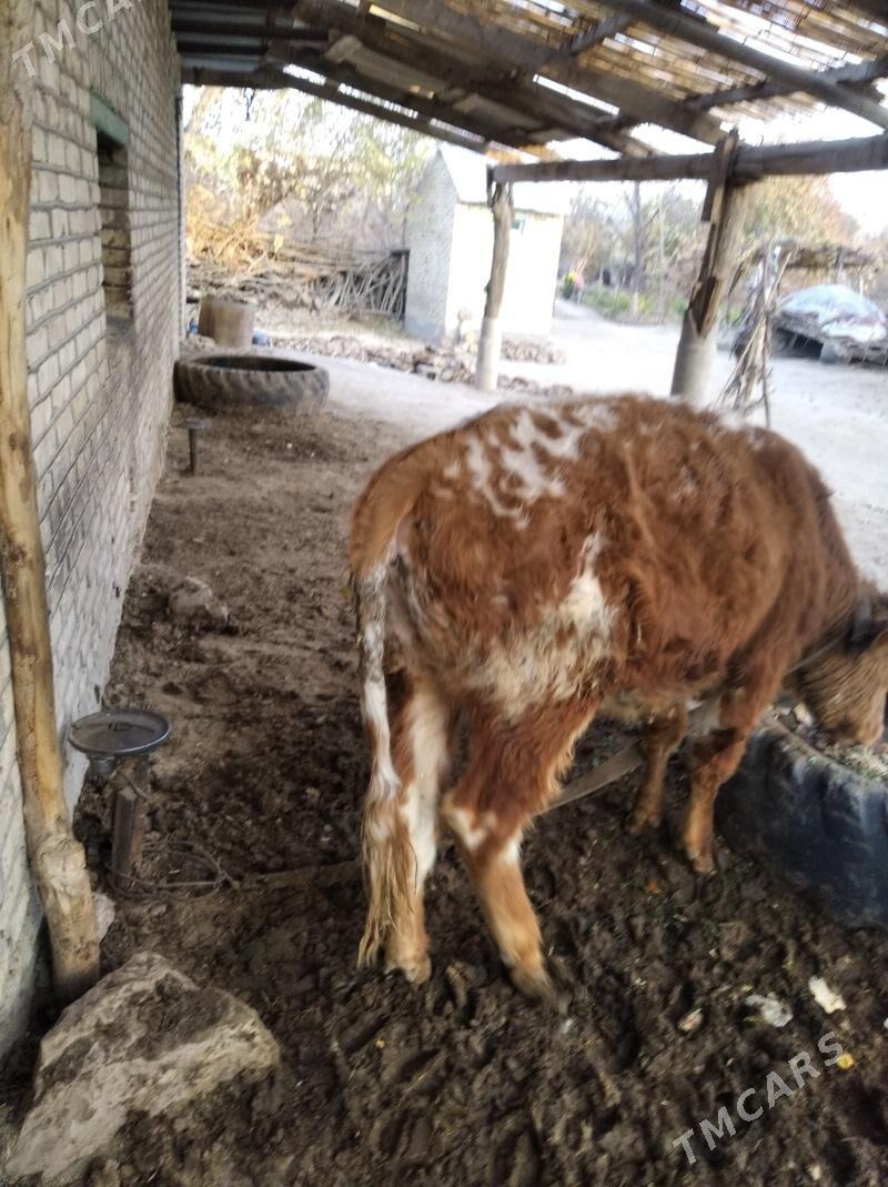 Okúz - Wekilbazar - img 3