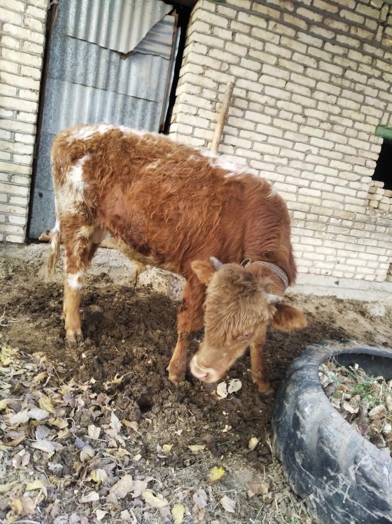 Okúz - Wekilbazar - img 4