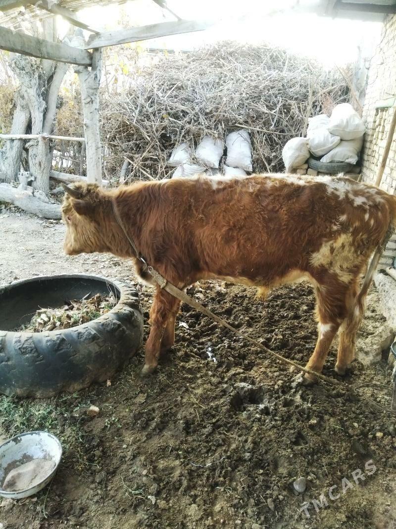 Okúz - Wekilbazar - img 2