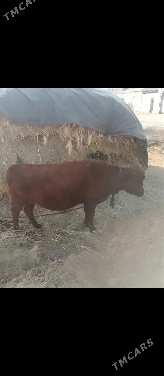 sygyr - Мары - img 2