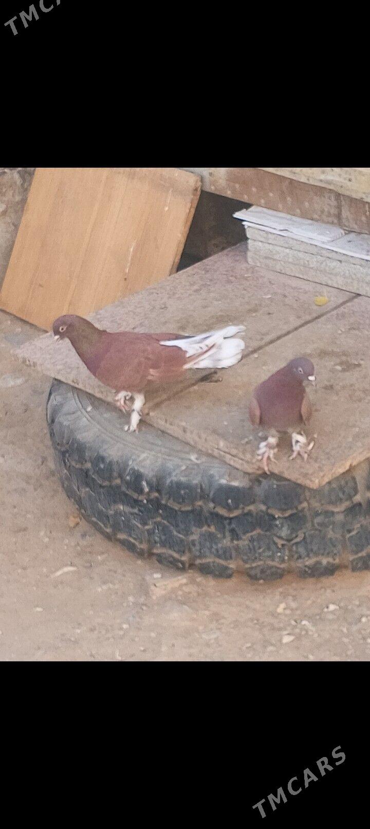 kepderi - Aşgabat - img 2