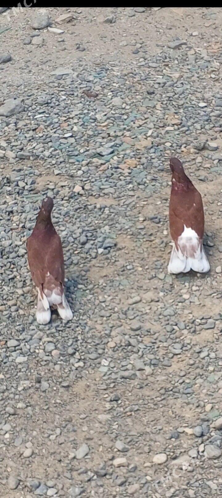 kepderi - Aşgabat - img 4