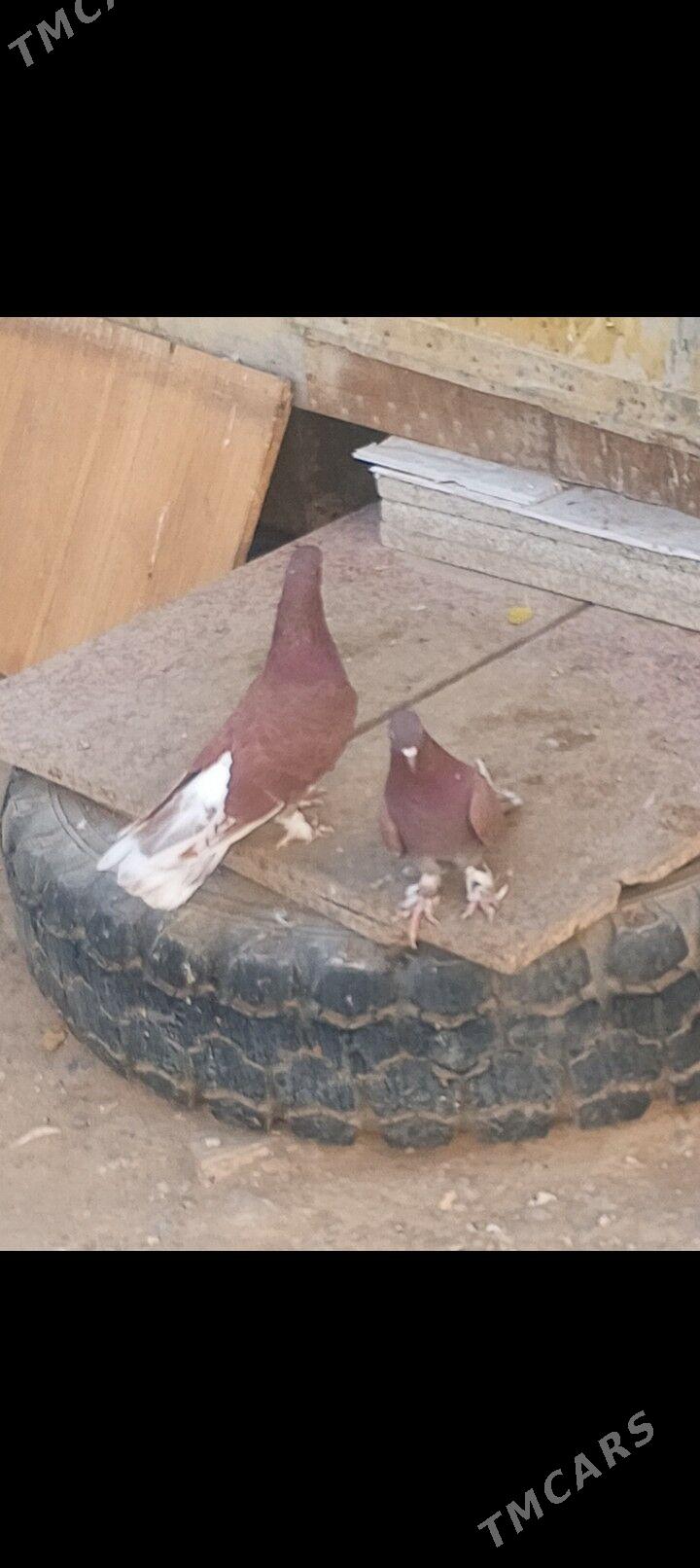 kepderi - Aşgabat - img 3