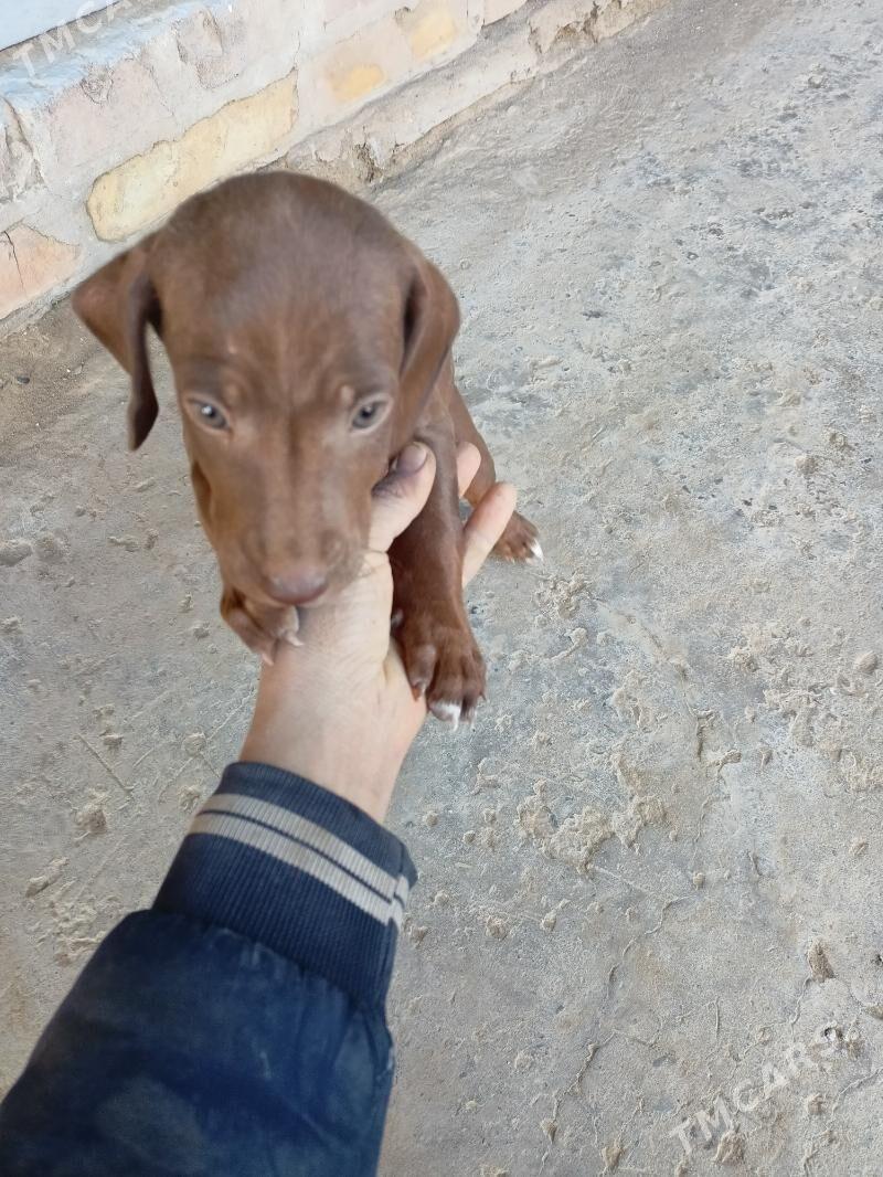 кашдан - Туркменабат - img 3