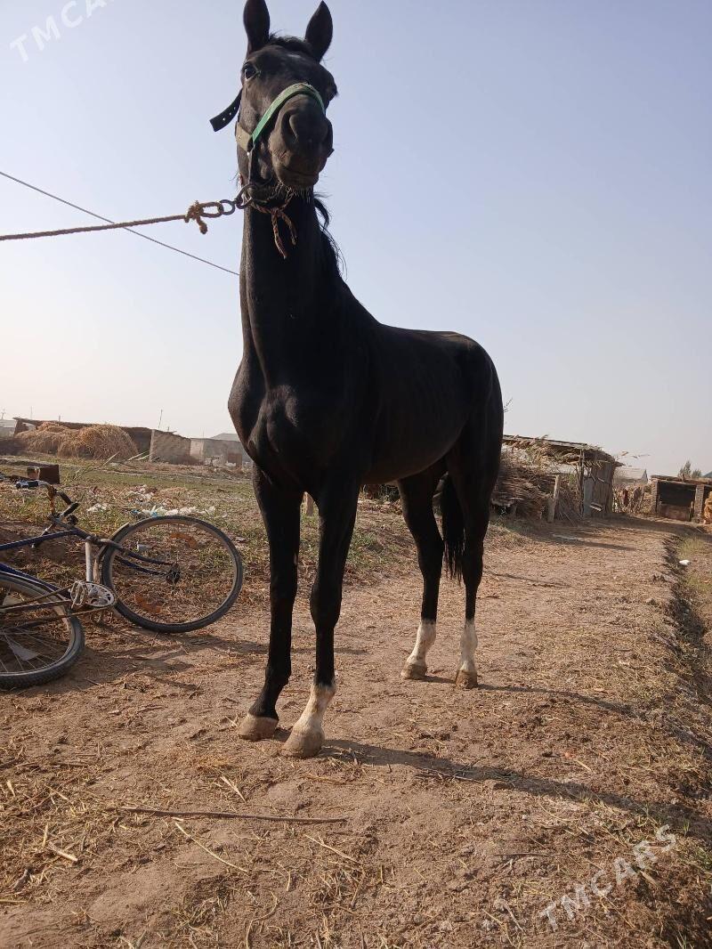 At Dayhan - Керки - img 2