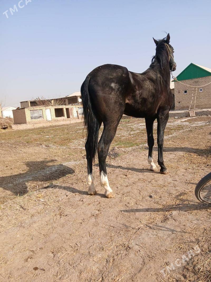 At Dayhan - Керки - img 4