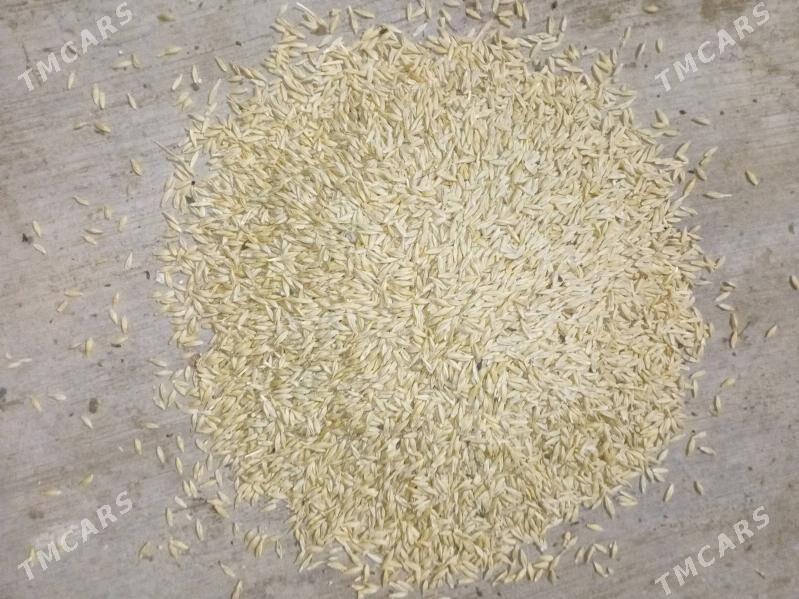 arpa - Бедев - img 3