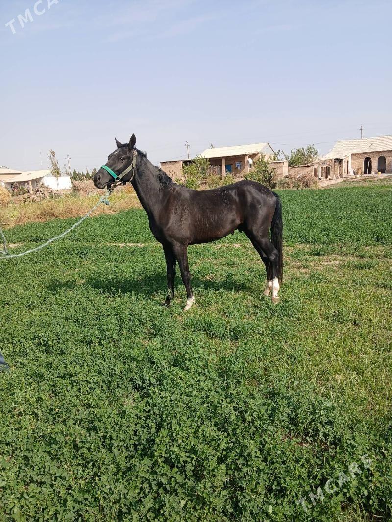 At Dayhan - Керки - img 5