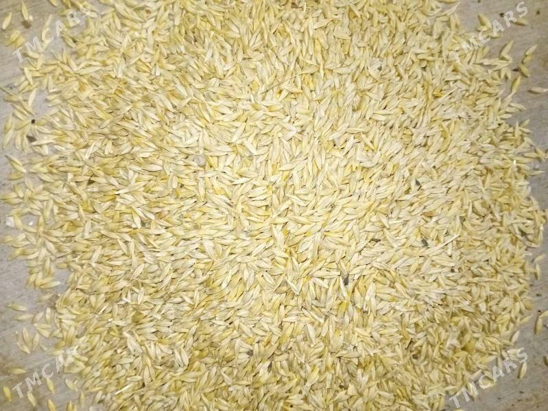 arpa - Бедев - img 5