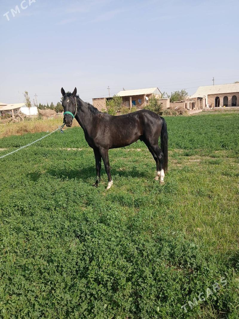 At Dayhan - Керки - img 6