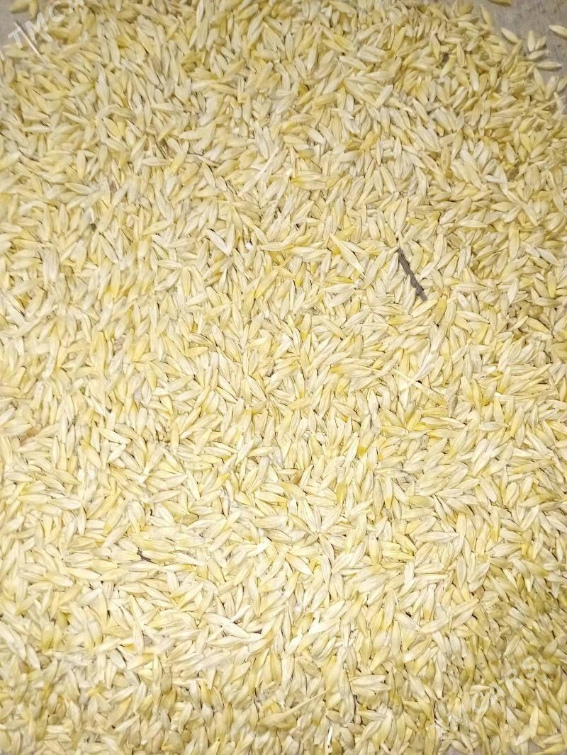 arpa - Бедев - img 6