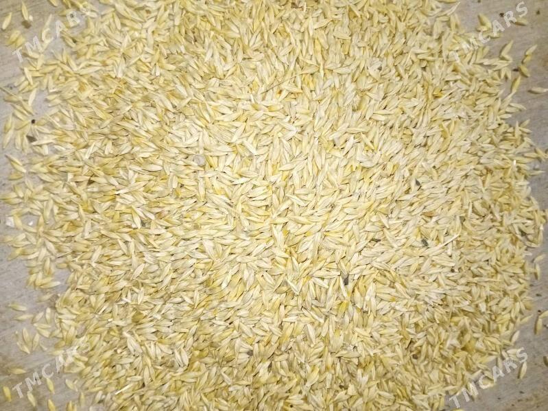 arpa - Бедев - img 2