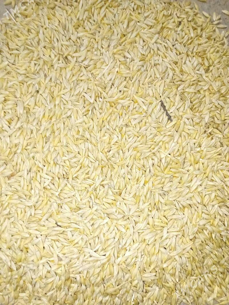 arpa - Бедев - img 4