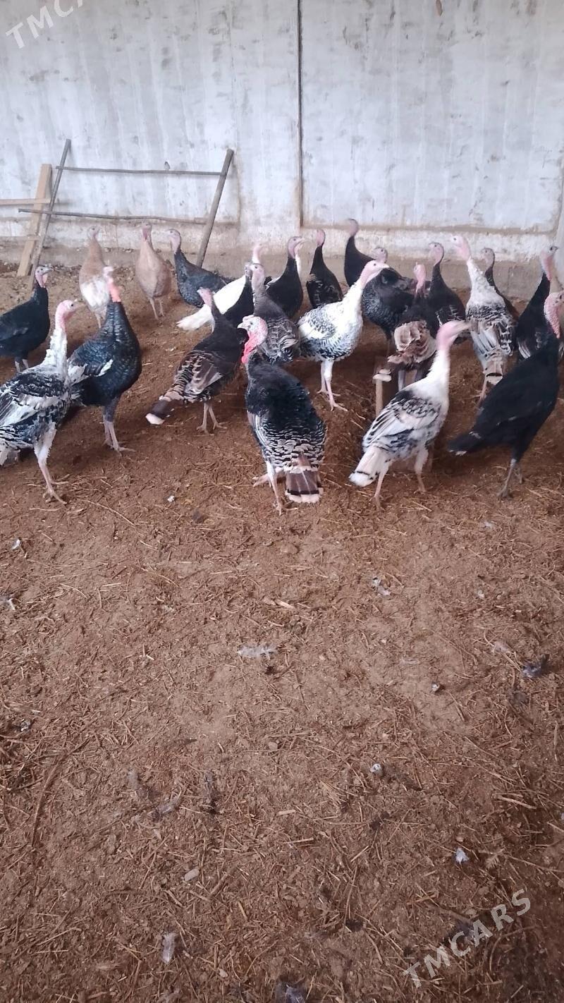 induk - Baýramaly - img 4