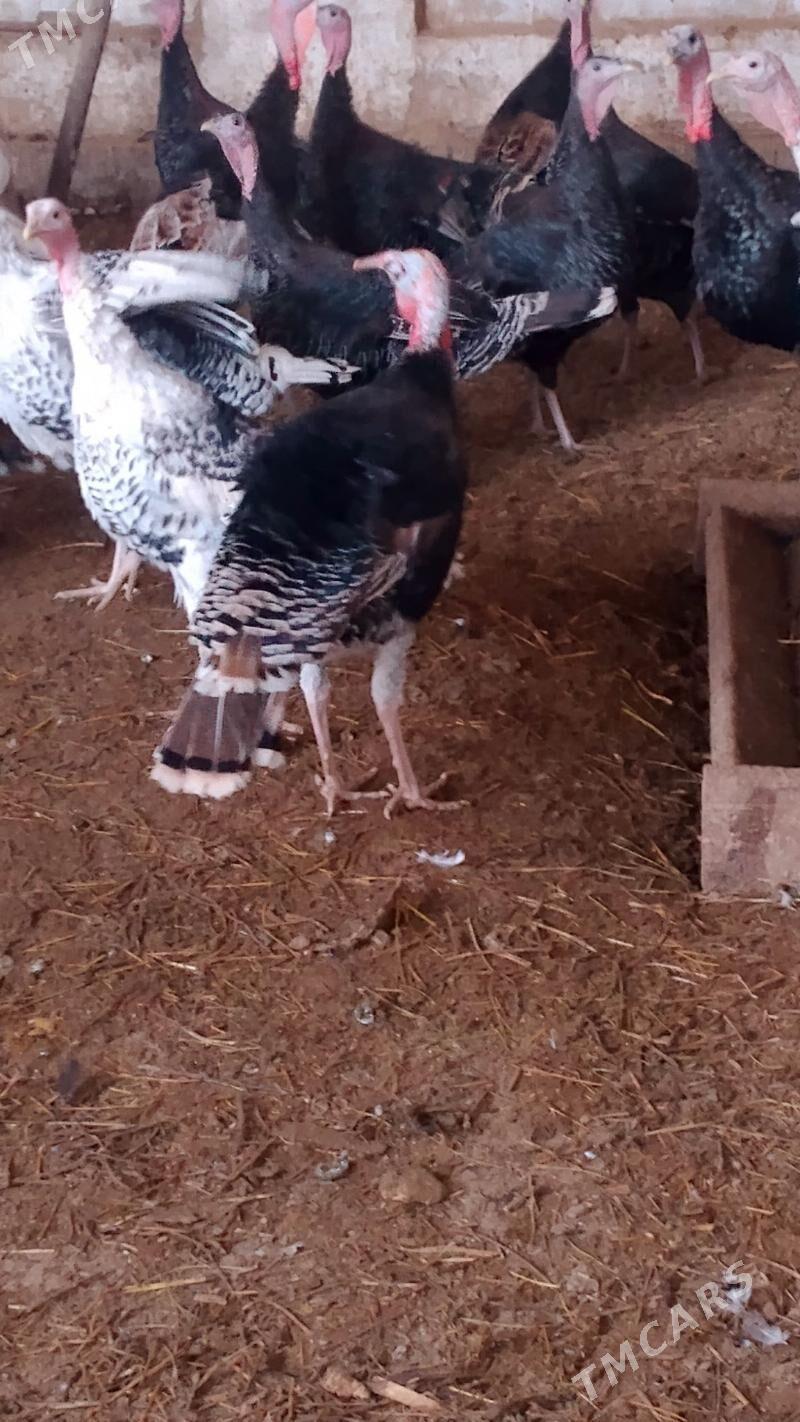 induk - Baýramaly - img 3