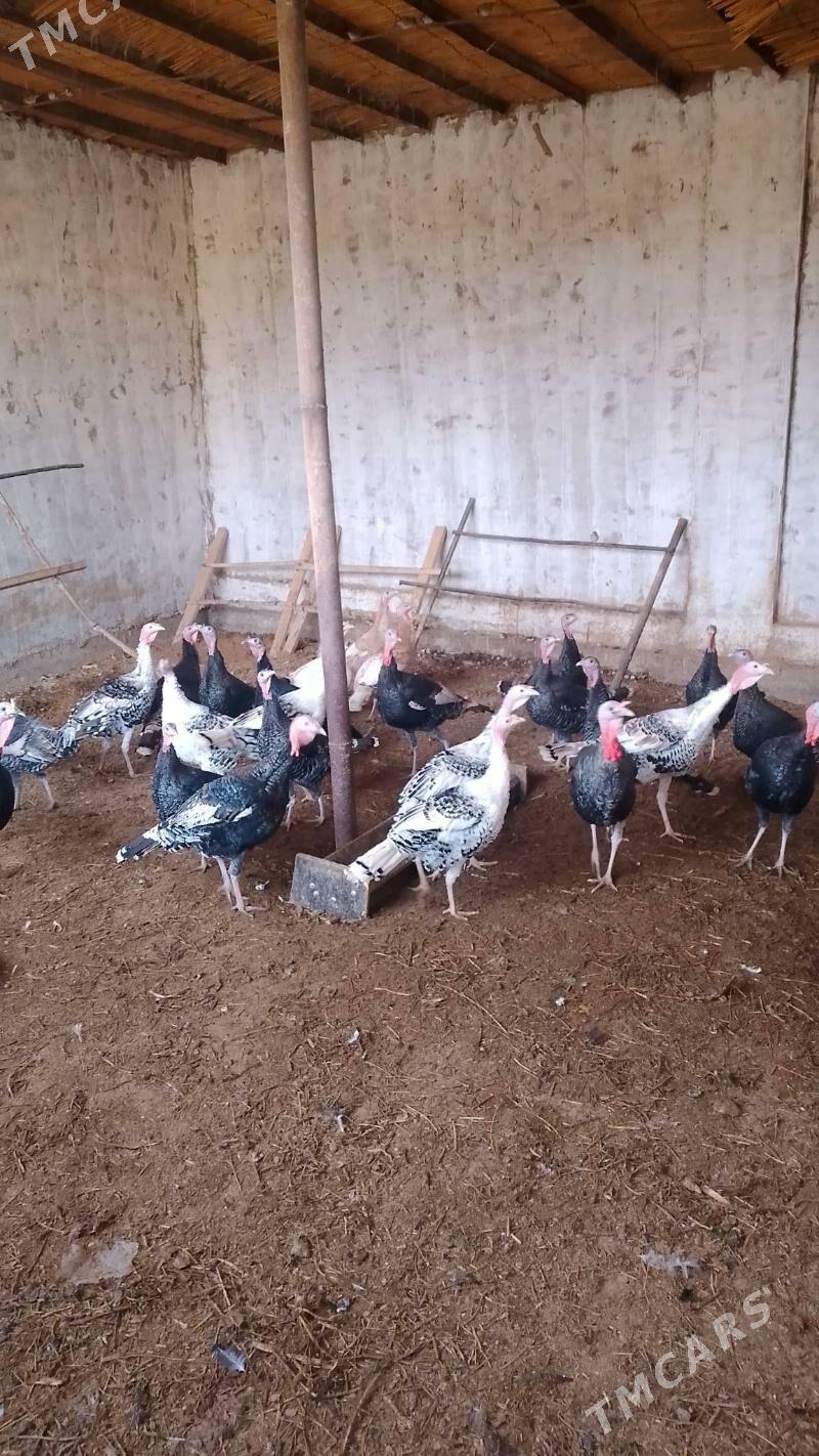 induk - Baýramaly - img 1