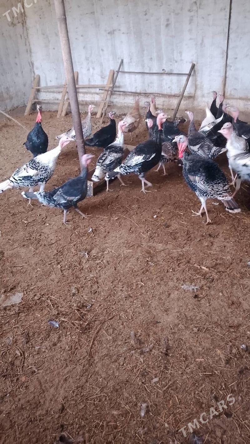 induk - Baýramaly - img 2