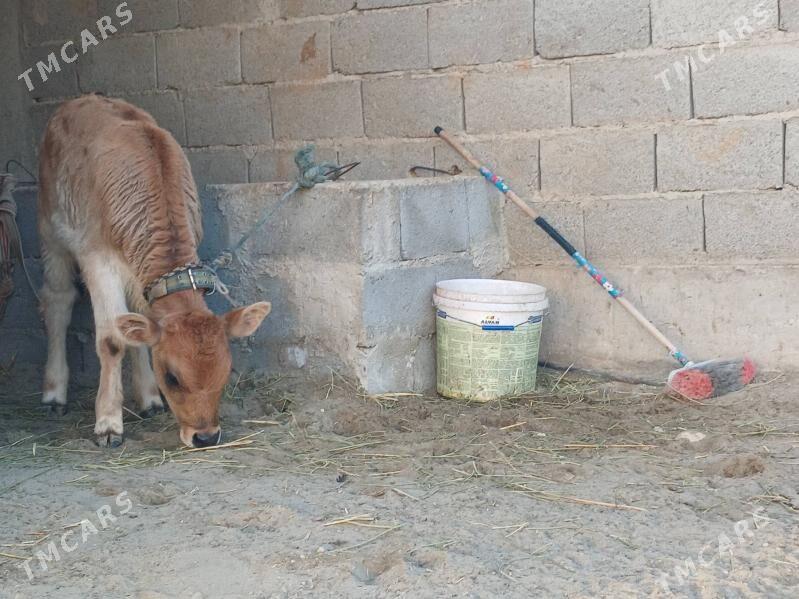 goleli sygyr - Balkanabat - img 7