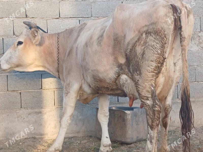 goleli sygyr - Balkanabat - img 3