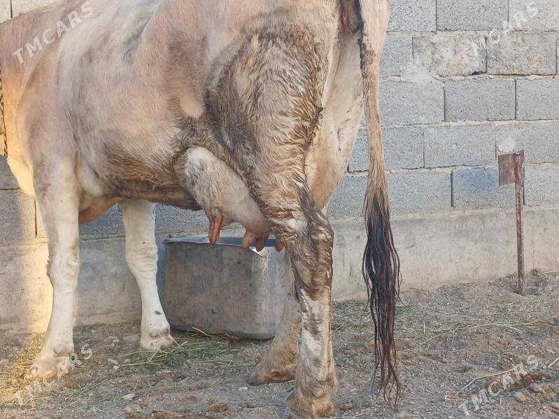 goleli sygyr - Balkanabat - img 5