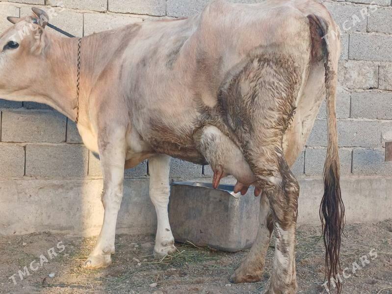 goleli sygyr - Balkanabat - img 9