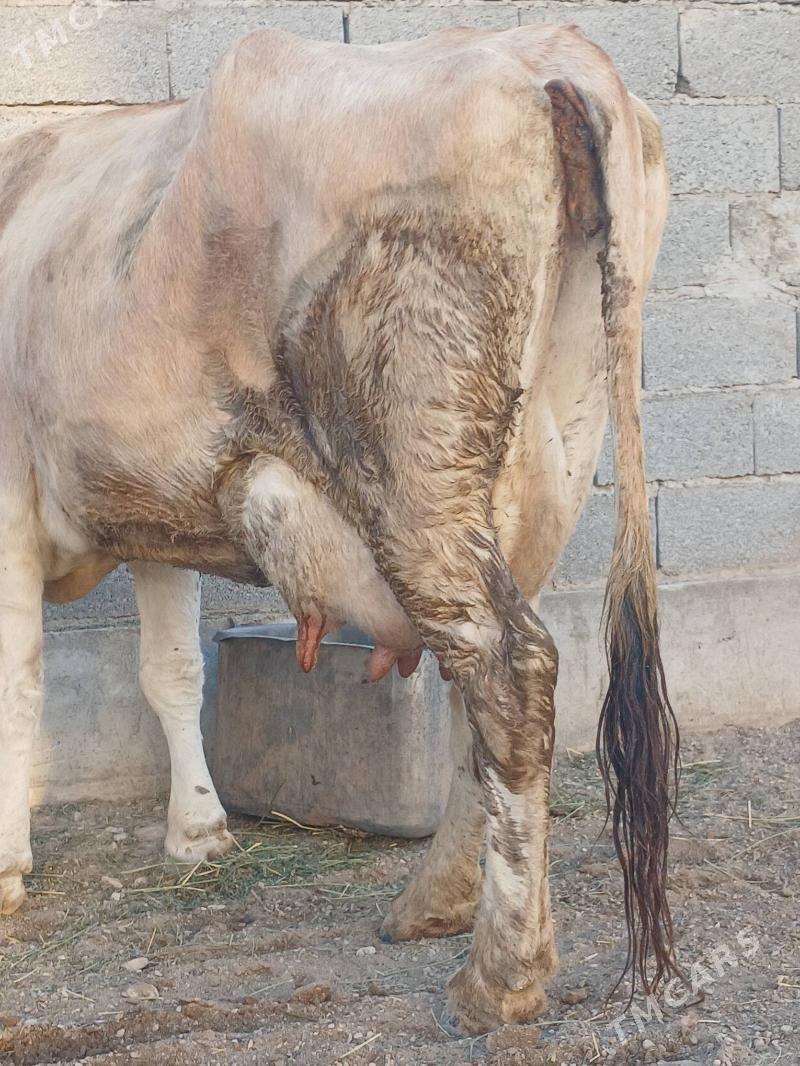 goleli sygyr - Balkanabat - img 4