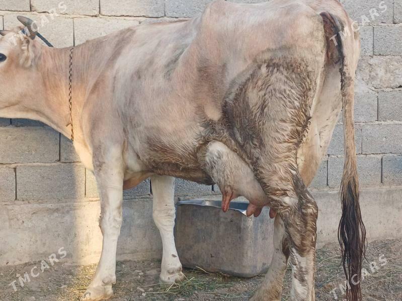 goleli sygyr - Balkanabat - img 6