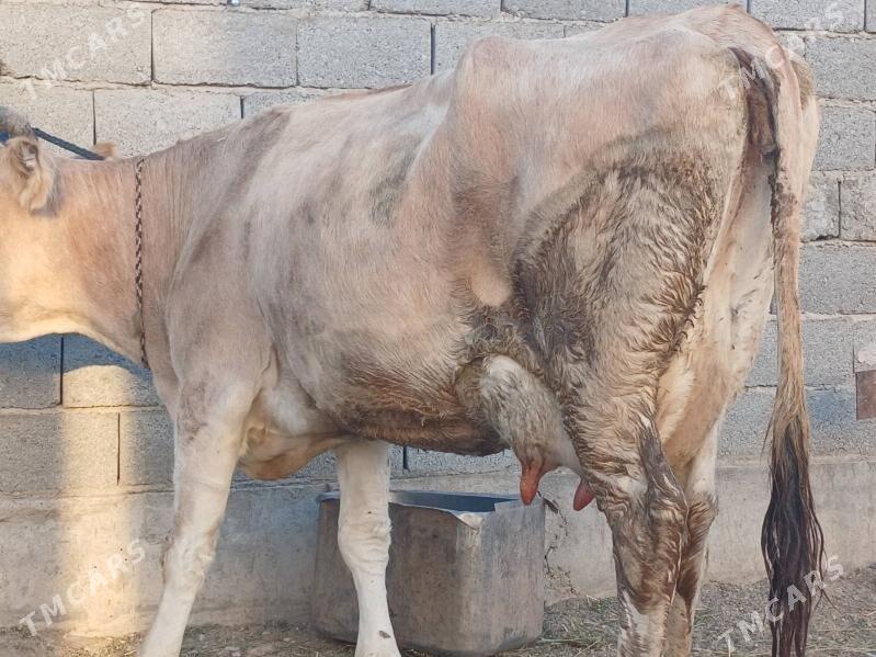 goleli sygyr - Balkanabat - img 2