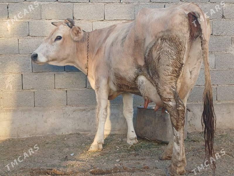 goleli sygyr - Balkanabat - img 10