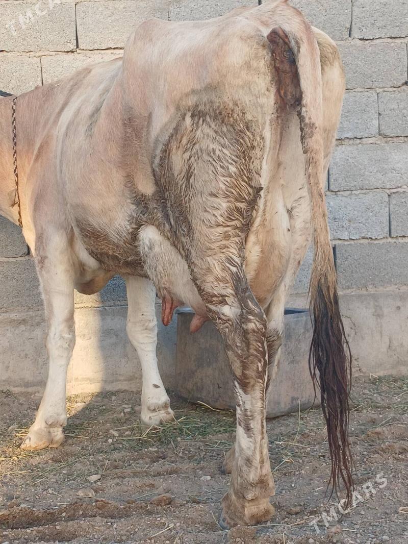 goleli sygyr - Balkanabat - img 8